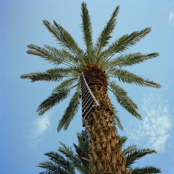 Date palm with harvest ladder, Thermal, Riverside County, 2011