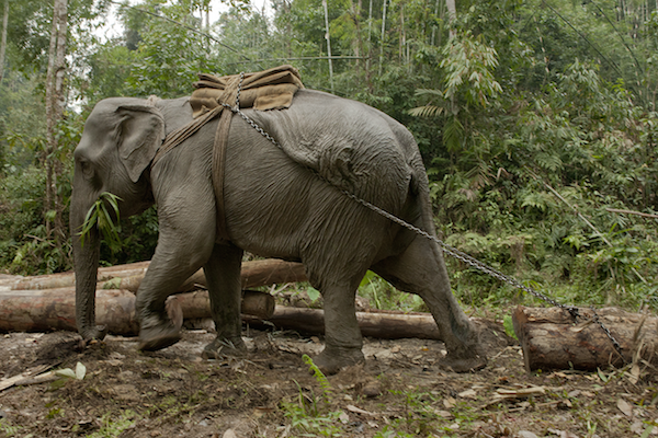Logging elephants are extremely agile and strong, and follow precise directions. Dibrugarh Forest, Joypur, Arunachal Pradesh.